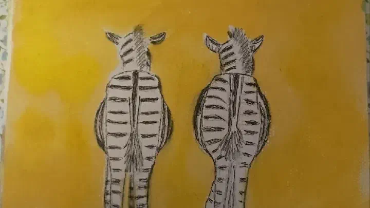 dos zebras de culo